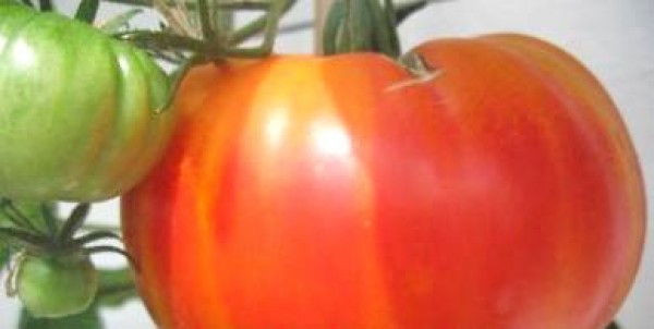 Hillbilly Tomaten Samen B-Ware