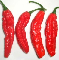 Habanero Jolokia Long Chili Samen Habanero Jolokia Long Chili Samen
