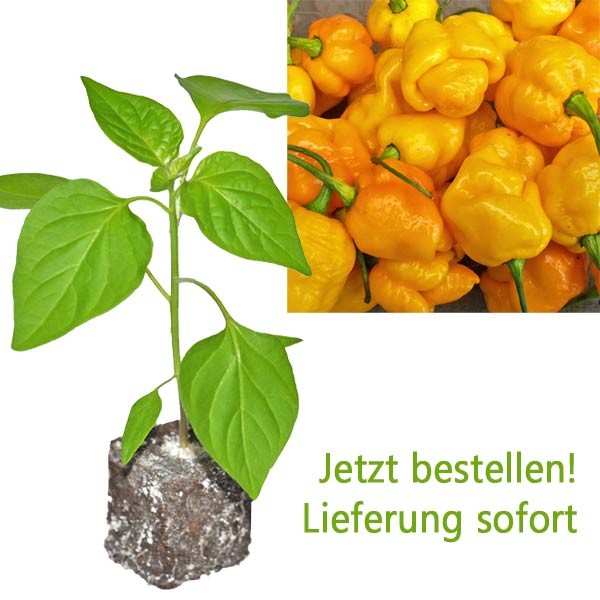 BIO 7 Pot Brainstrain Yellow Chili-Pflanze