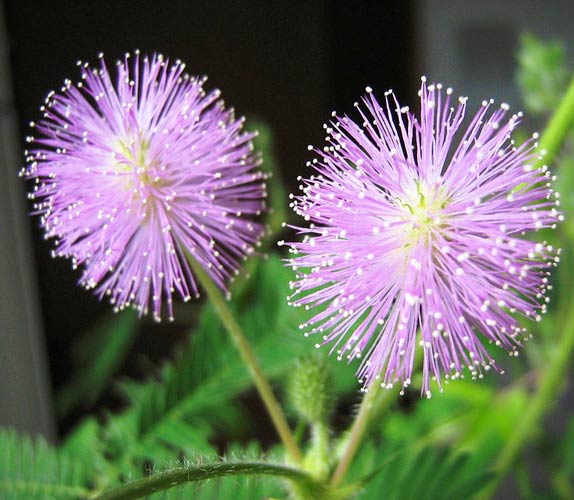Mimose (Mimosa pudica) Samen bestellen - chili-shop24.de