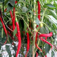 Cayenne_Long_Slim_Chili_Samen_1.jpg Cayenne_Long_Slim_Chili_Samen_1.jpg