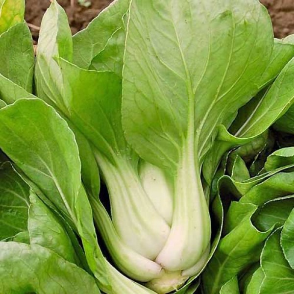 Pak_Choi_White_Stem_Samen_1.jpg