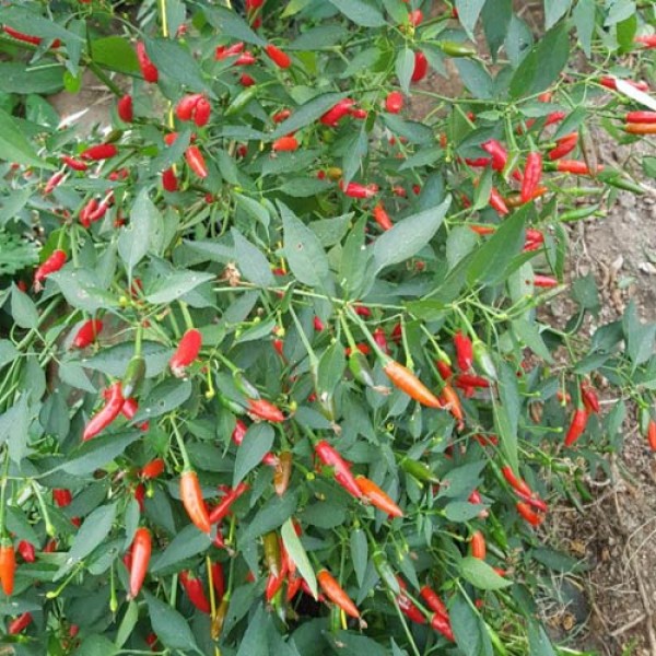 Bird Eye Italico Chili Samen