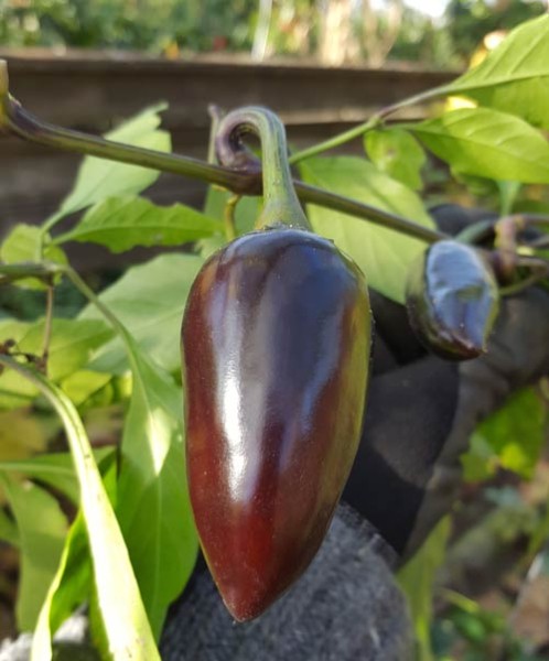 Bio Black Hungarian Chili Samen