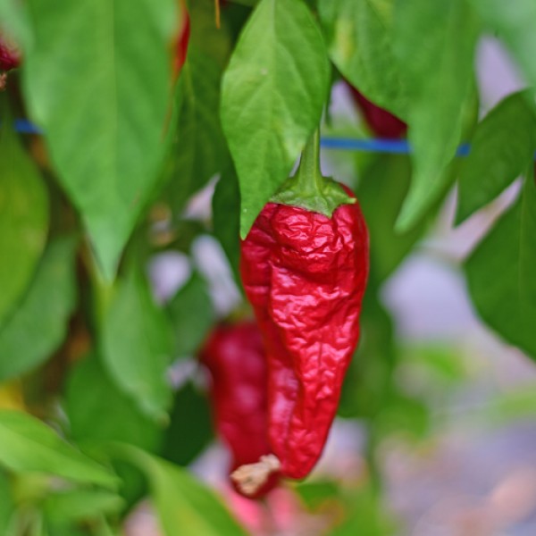 Bio Pimento de Padron Chili Samen 1000 Stk.