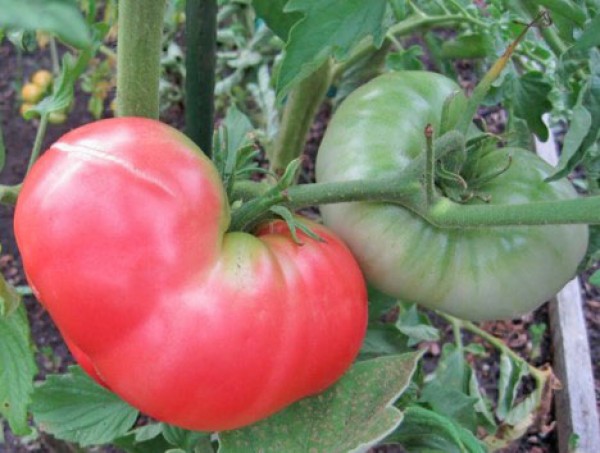Ponderosa Pink Tomaten Samen
