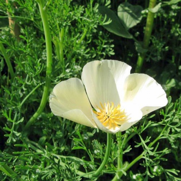 Kalifornischer_Mohn_White_Linen_Samen_1.jpg