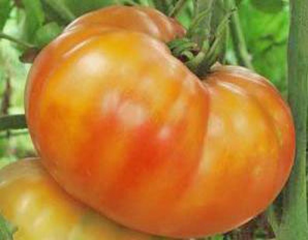 Big Rainbow Tomaten Samen