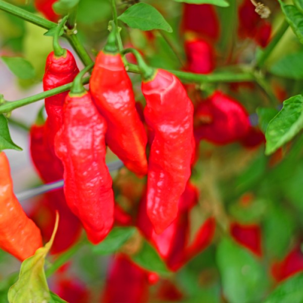 Bio Naga Morich Red Chili Samen 1000 Stk.