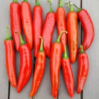 Bio Poot Pepper Chili Samen Bio Poot Pepper Chili Samen