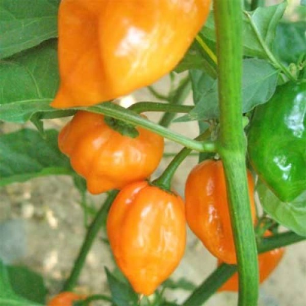 BIO Scotch Bonnet Orange Chilis frisch 500g