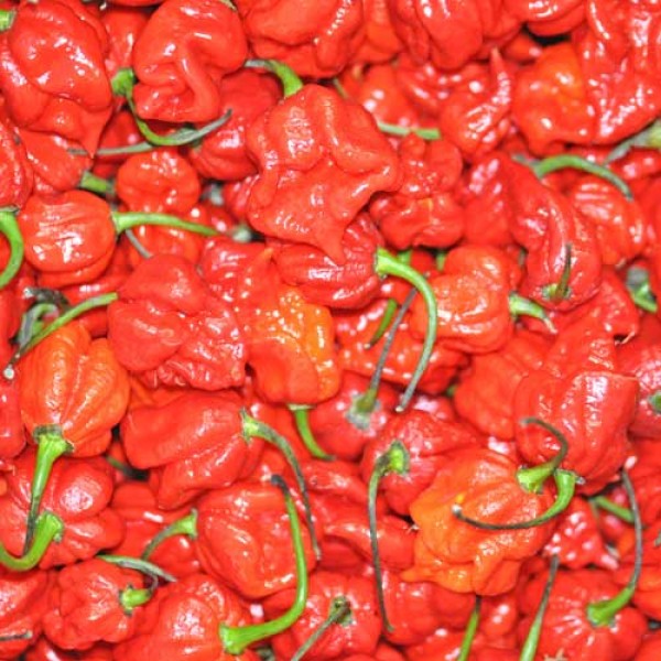 Trinidad Scorpion rot Chili frisch 100g