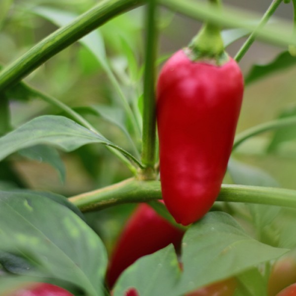 Bio Biker Bills Jalapeno Chili Samen 1000 Stk.