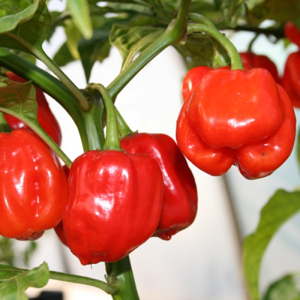 Habanero Gambia Chili Samen bestellen - chili-shop24.de