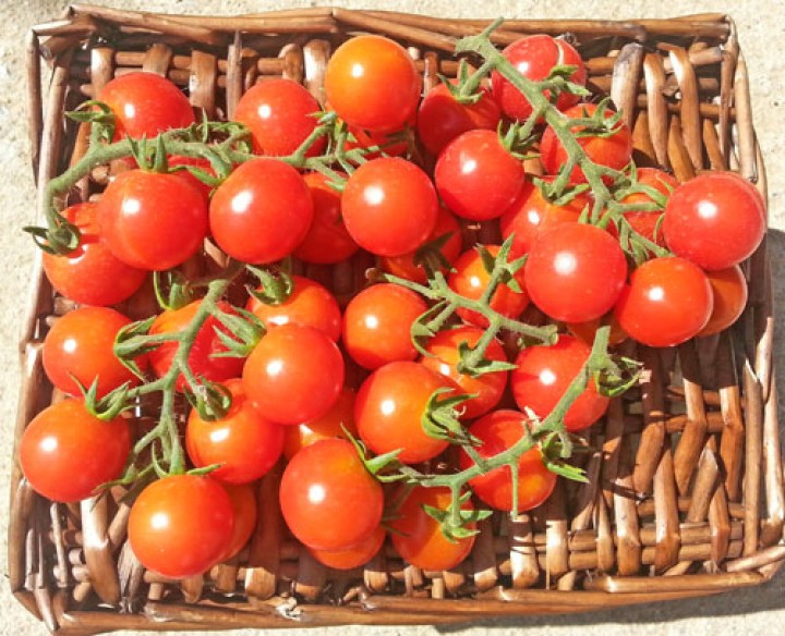Samen Und Pflanzen 1770 ciliegia incan tomaten samen bestellen chili shop24 de Samen Und Pflanzen 1770 ciliegia incan tomaten samen bestellen chili shop24 de