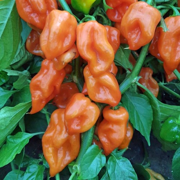 Habanero Mexican Orange Chili Samen bestellen - chili