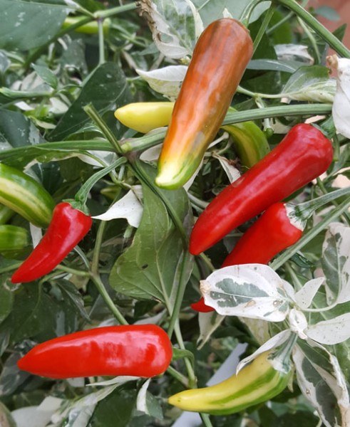 Samen Bestellen 1460 fish pepper chilisamen bestellen chili shop24 de Samen Bestellen 1460 fish pepper chilisamen bestellen chili shop24 de